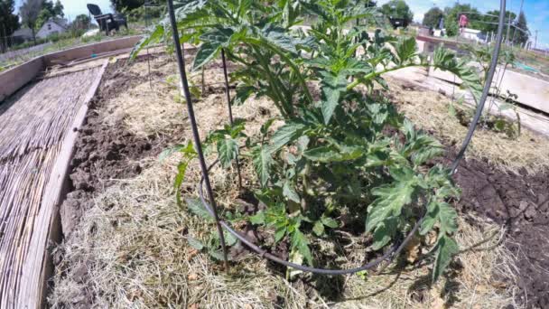 Huerto ecológico comunitario — Vídeo de stock © urban_light #113117136