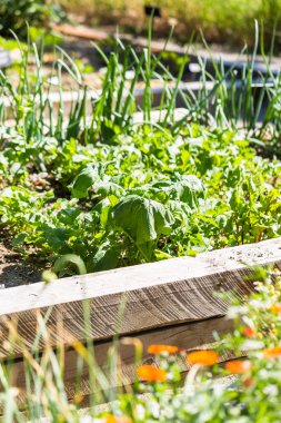 Küçük organik sebze bahçesi 