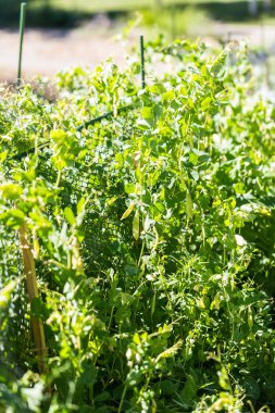 Küçük organik sebze bahçesi 