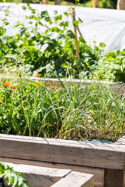 Küçük organik sebze bahçesi — Stok fotoğraf