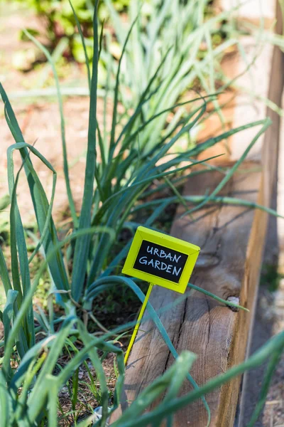 Küçük organik sebze bahçesi — Stok fotoğraf