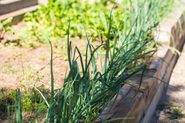 Małe, organiczny ogród warzywny — Zdjęcie stockowe