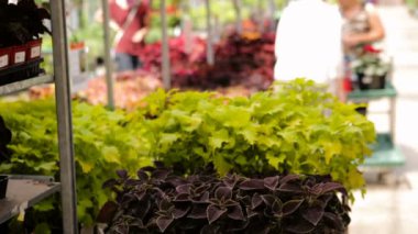 Yerel Bahçe Merkezi