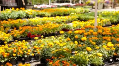 Yerel Bahçe Merkezi