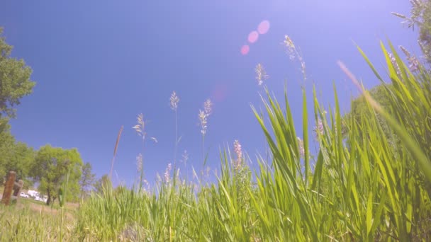 Высокая трава против голубого неба . — стоковое видео