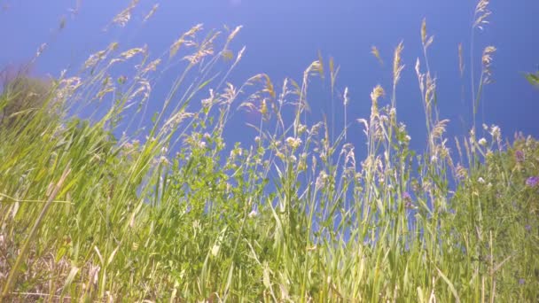 Hierba alta contra el cielo azul . — Vídeos de Stock