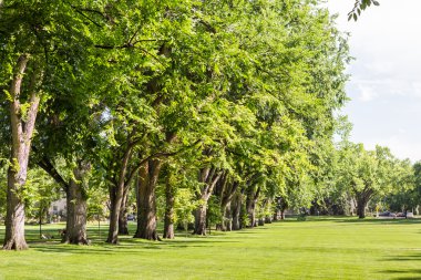 Ağaç sokak eski ağaçları ile