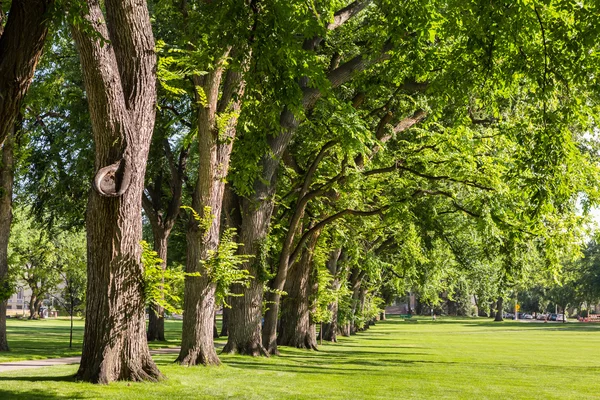Tree gränd med gamla träd — Stockfoto