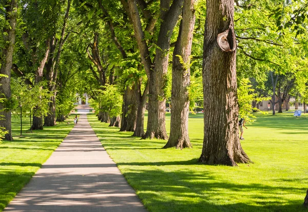 Tree alley with old trees — Stock Photo, Image