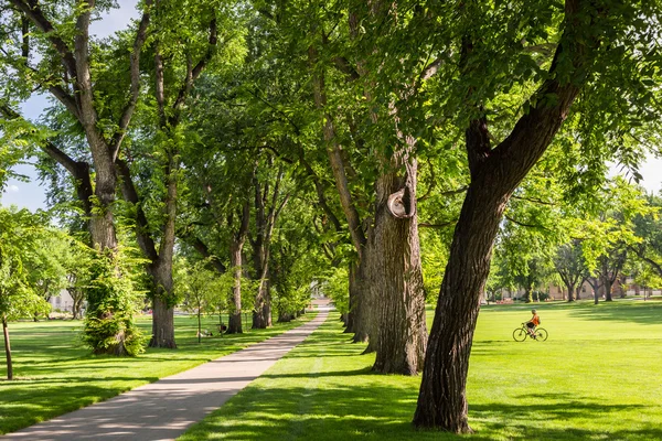 Tree alley with old trees — Stock Photo, Image