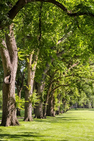 Tree gränd med gamla träd — Stockfoto