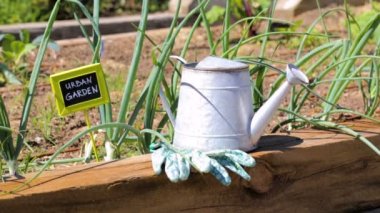 kentsel alanda organik sebze bahçesi.