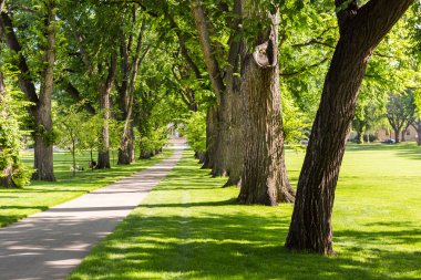 Ağaç sokak eski ağaçları ile