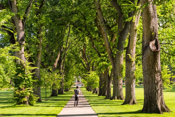 Boom steegje met oude bomen — Stockfoto