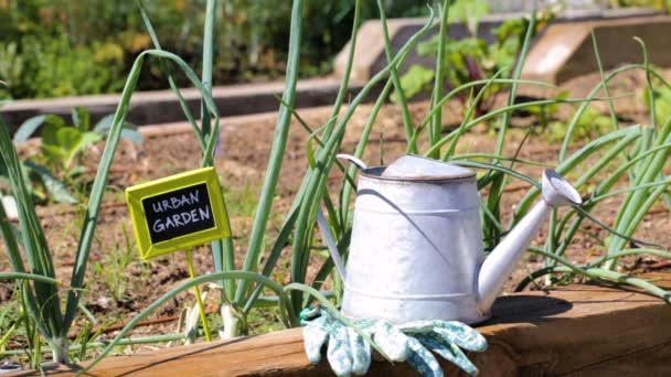 Bio-Gemüsegarten im Stadtgebiet. — Stockvideo