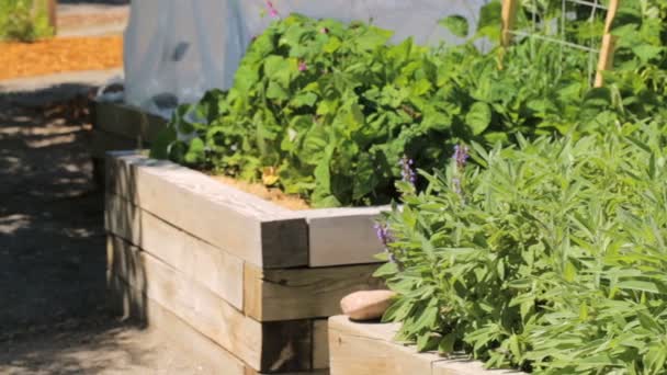 Organic vegetable garden in urban area. — Stock Video