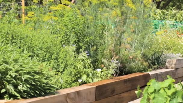 Bio zeleninová zahrada v městské zástavbě. — Stock video