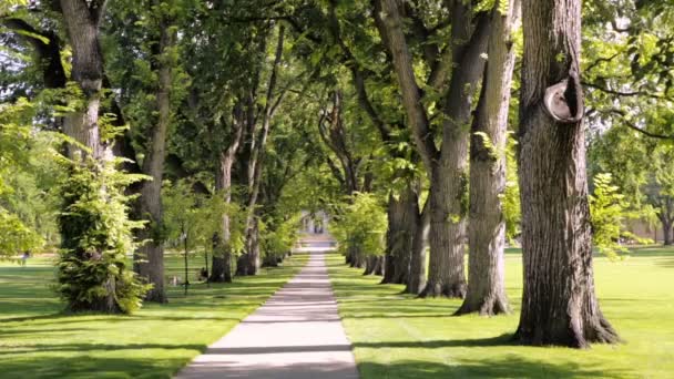 Tree alley with old trees on university campus. — Stock Video