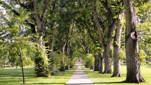 Ruelle d'arbres avec de vieux arbres sur le campus universitaire .