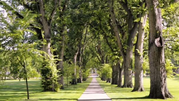 Callejón de árboles con árboles viejos en el campus universitario . — Vídeo de stock