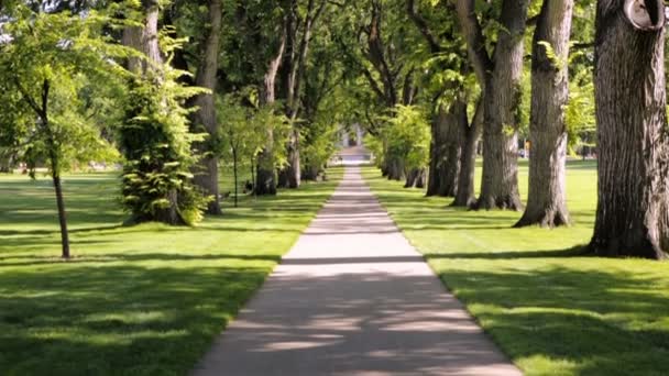 Vicolo alberato con alberi secolari nel campus universitario . — Video Stock