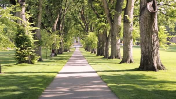 Tree gränd med gamla träd på universitetsområdet. — Stockvideo