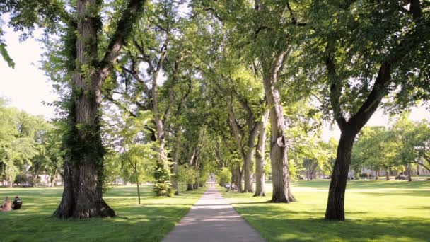 Baumallee mit alten Bäumen auf dem Universitätscampus. — Stockvideo