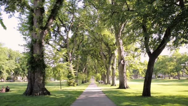 Vicolo alberato con alberi secolari nel campus universitario . — Video Stock