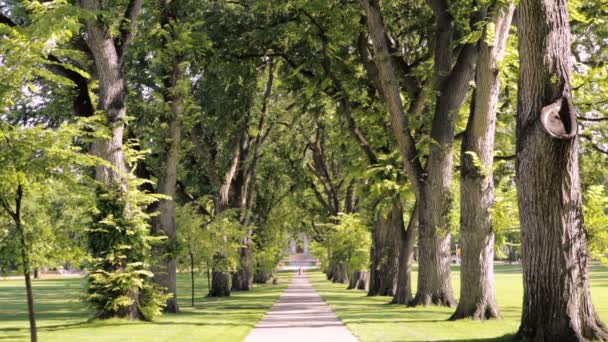 Callejón de árboles con árboles viejos en el campus universitario . — Vídeos de Stock