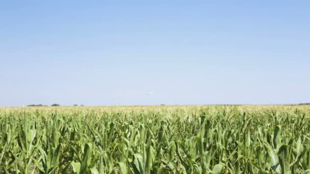 Campo de maíz verde — Vídeos de Stock