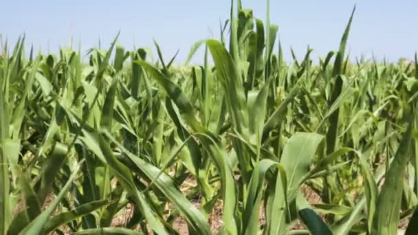 Campo de maíz verde — Vídeos de Stock