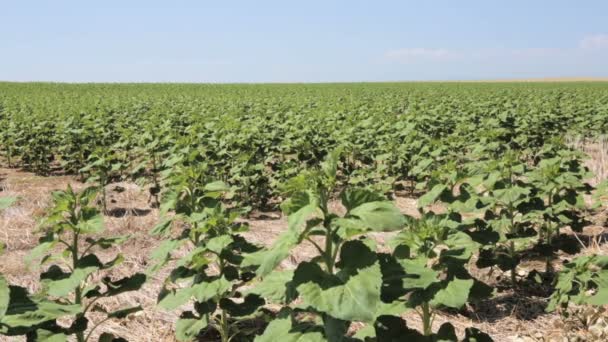 Campo de girasoles inmaduro — Vídeos de Stock