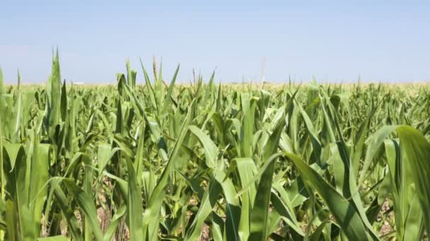 Campo de maíz verde — Vídeo de stock