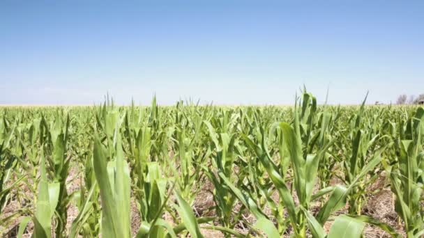Зелений кукурудзяне поле — стокове відео
