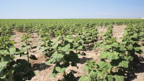 Sunflowers Field Unripe — Stock Video