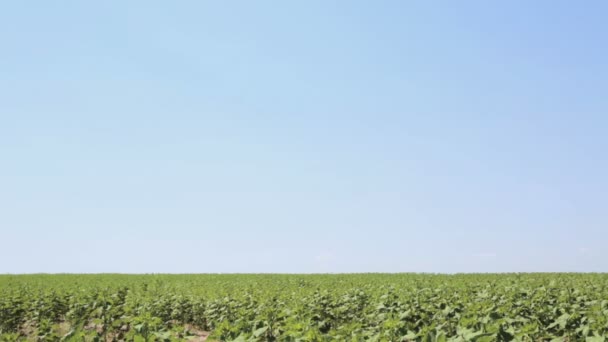 Zonnebloemen veld onrijpe — Stockvideo