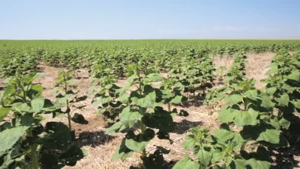 Campo de girasoles inmaduro — Vídeo de stock