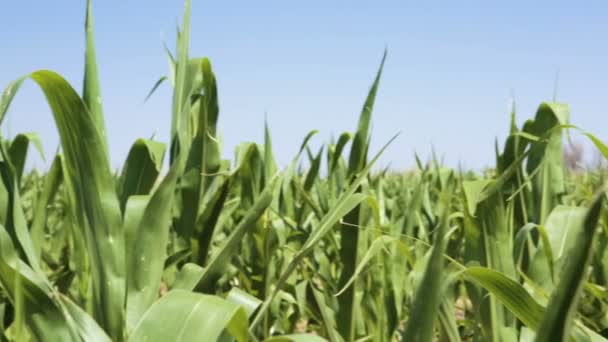 Green Corn Field — Stock Video