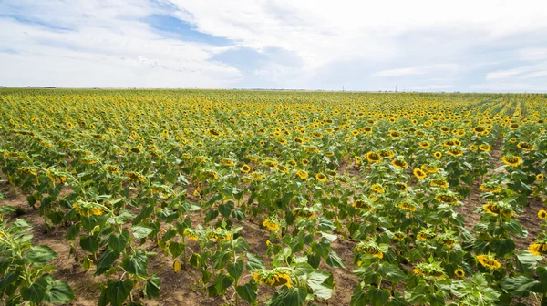 Vista do campo de girassol — Fotografia de Stock