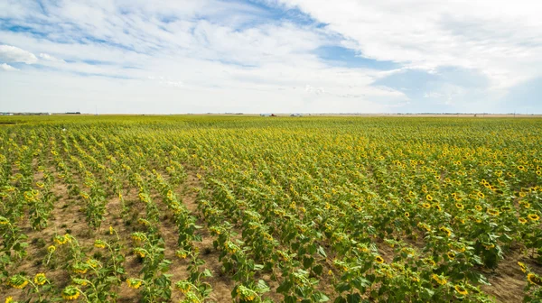 Vista del campo de girasol —  Fotos de Stock