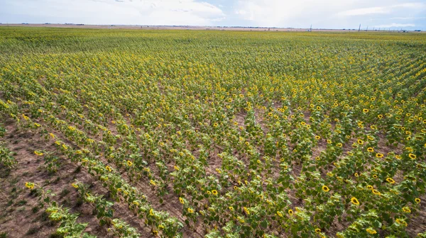 Blick auf Sonnenblumenfeld — Stockfoto