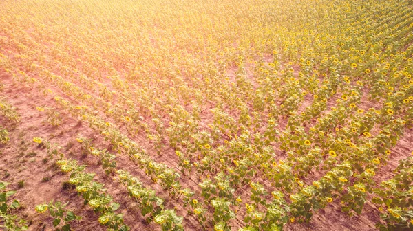 Campo de girasol vista —  Fotos de Stock