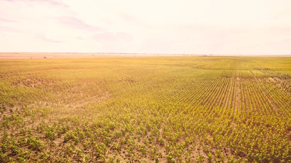 Campo de girasol vista —  Fotos de Stock