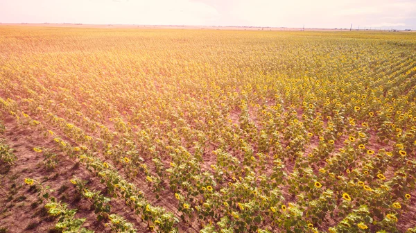 Campo de girasol vista —  Fotos de Stock