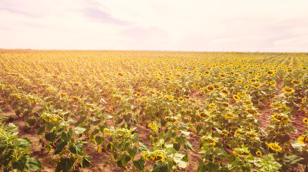 Vista campo girasole — Foto Stock