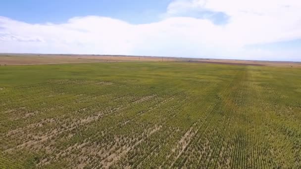 Campo de girasol vista — Vídeos de Stock