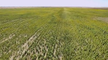 Ayçiçeği alan görünüm