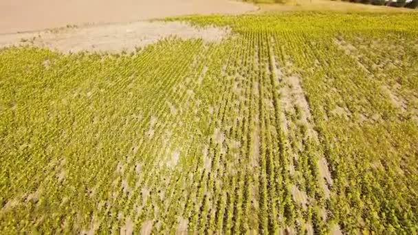 Campo de girasol vista — Vídeo de stock