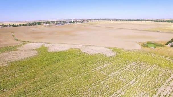 Sunflower field view — Stock Video