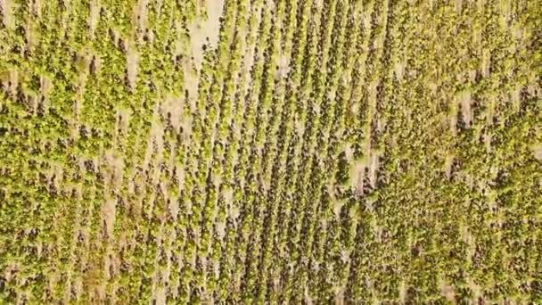 Sunflower field view — Stock Video